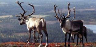 Lappland – die letzte Wildnis Europas