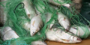Bodenseeköche tischen Felchen auf