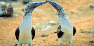 Ecuador limitiert Besucherströme auf die Galapagos