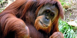 Kalimantan – die Zweidrittelinsel