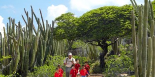 Aruba: Divi-Divis, Kakteen und Leguane