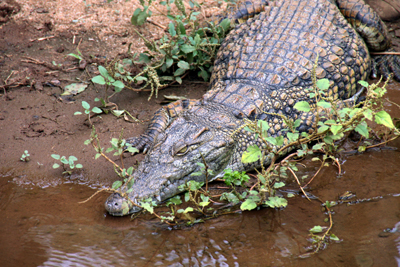 In Kamerun heimisch: die nicht ungefährlichen Krokodile. (Foto Karsten-Thilo Raab)