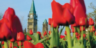 Flower Power in Kanadas Hauptstadt Ottawa