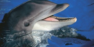 Teneriffas Naturparadies Loro Parque