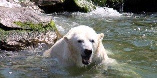 Erlebnis-Zoo Hannover zeigt: So geht Zoo heute