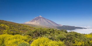 Im Lorbeerwald gurren Teneriffas Lorbeertauben