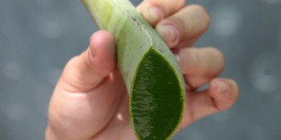 Aloe – Arubas grünes Karibik-Gold