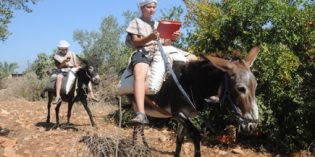 Esel als mobile WLan-Router unterwegs