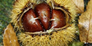 Früchte des Brotbaums aus der Ardéche