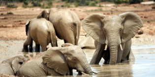 Auf Safari durch die Kinderstube Südafrikas