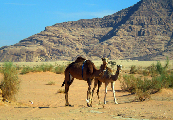 Zahlreiche Dromedare durchstreifen das Wadi Rum. (Foto Karsten-Thilo Raab)