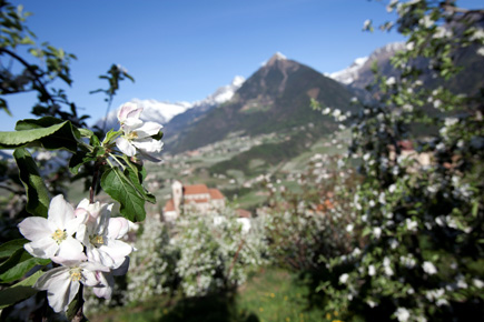 Apfelblüte, Foto Tourismusverein Schenna