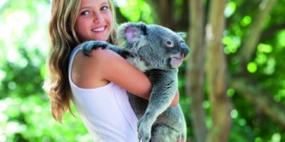 Den Knuddelbären ganz nahe: Auf Tuchfühlung mit Koalas