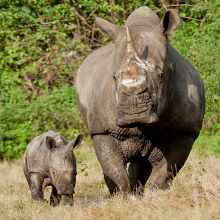 Nashorn Vince mit Mutter Kwanzaa_Quelle Burgers' Zoo