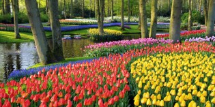 Blumenpark Keukenhof: Großbritannien ist Gastland