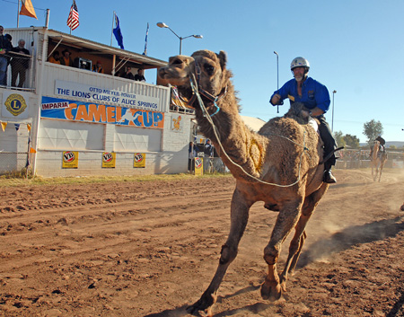 Camel Cup, Foto Tourism NT