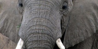Auf Tuchfühlung mit der Wildnis – In Botswana werden Safari-Träume wahr