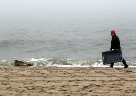 Seehundjäger Thomas Diedrichsen auf dem Weg zur Arbeit: Am Strand von Hornum wurde eine Kegelrobbe gesichtet. Diedrichsen untersucht das Tier kurz und schickt es dann zur Aufzuchtstation Friedrichskoog. (Foto: Sylt Marketing)