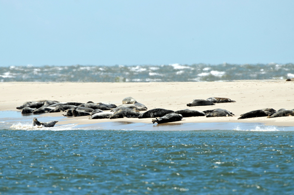 Tummeln sich auf Sandbänken vor Sylt: Die Seehunde. (Foto: Sylt Marketing)