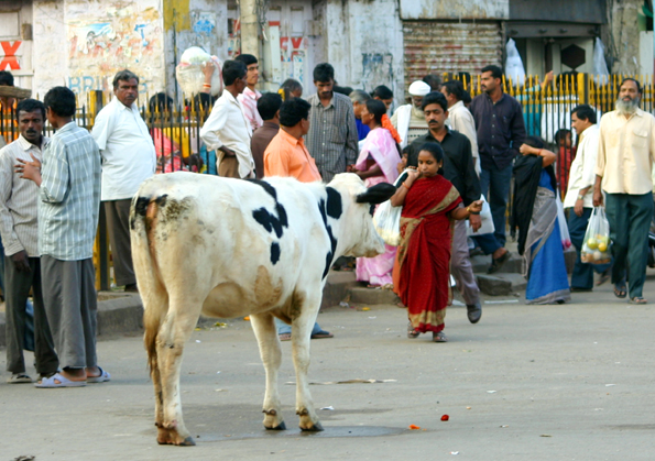 Kühe genießen auf Nepals Straßen Narrenfreiheit, gelten sie doch als heilig. (Foto: Karsten-Thilo Raab)
