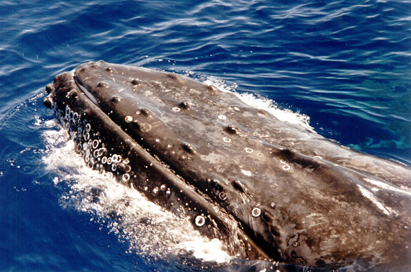 Von Juli bis Oktober tummeln sich die Buckelwale vor der Küste Kolumbiens. (Foto: Rainer J. Wagner)