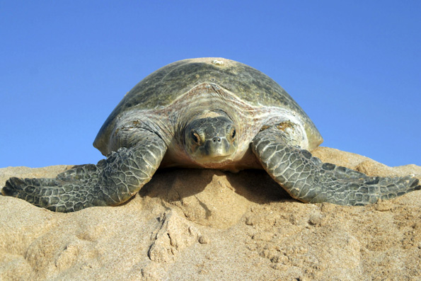 Bis zu 100.000 Meeresschildkröten besuchen jährlich die langen Strände bei Ras al Hadd. (Foto: Sultanat Oman)