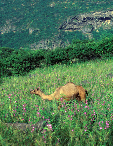 Seltene Tiere wie Oryxantilopen, Gazellen, Wildkatzen, Honigdachse, Wüstenfüchse, äthiopische Igel, gibt es im Sultanat Oman zu sehen. (Foto Sultanat Oman)