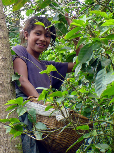 Eine junge Kaffeeplückerinnen in Nicaragua bei der Arbeit. (Foto: CATA)