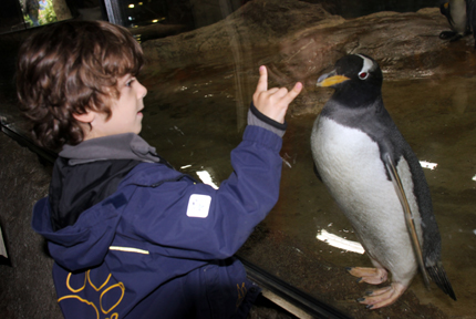 Große Anziehungskraft üben auch die kleinen Pinguine im Wuppertaler Zoo aus. (Foto: Karsten-Thilo Raab)