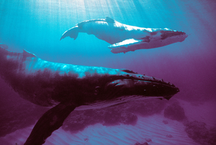 Hautnah zu bewundern: Buckelwale vor den Austral-Inseln. (Foto: Yves Lefevre)