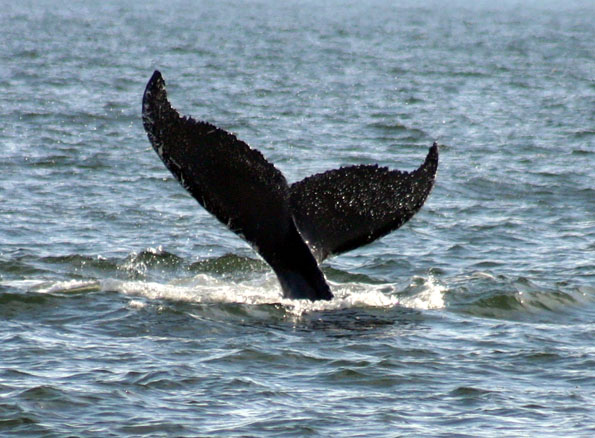 Zwischen Dezember und März tummeln sich Hunderte Wale vor der Küste Virginias. (Wale vor die Küste von Virginia Beach)