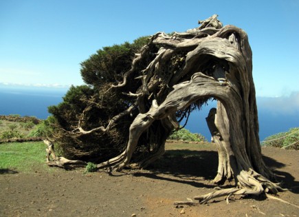 El Hierro: El Sabinar, Bäume aus einer anderen Welt. (Foto Daniel A. Kempken)