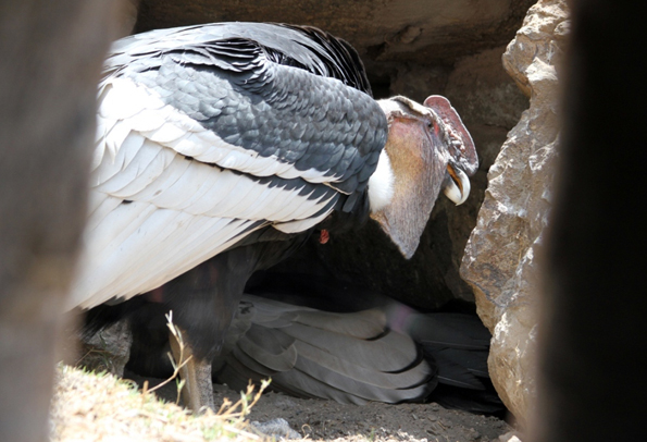 Männchen „Auki“ und  Weibchen „Kawasay“ hüten, beobachtet von verschiedenen Kameras, ihr Ei.