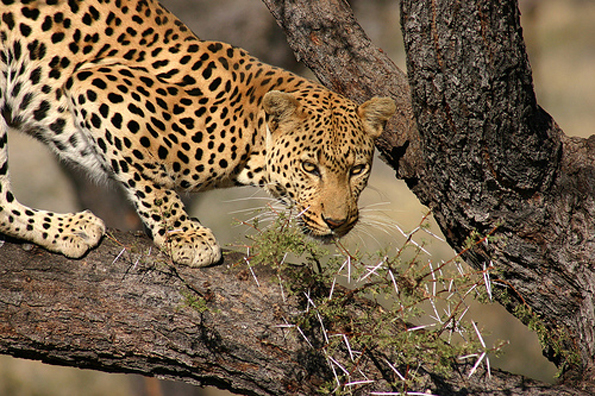Wild, zum Teil unberührte Natur und eine atemberaubende Flora wie Fauna prägen Namibia. (Foto NTB)