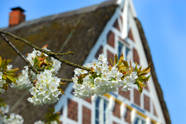 Obstblüte und reich verzierte Fachwerkhäuser: So vielfältig zeigt sich der Obstgarten Altes Land, der Namensgeber der gesamten Urlaubsregion. (Foto: Martin Elsen)
