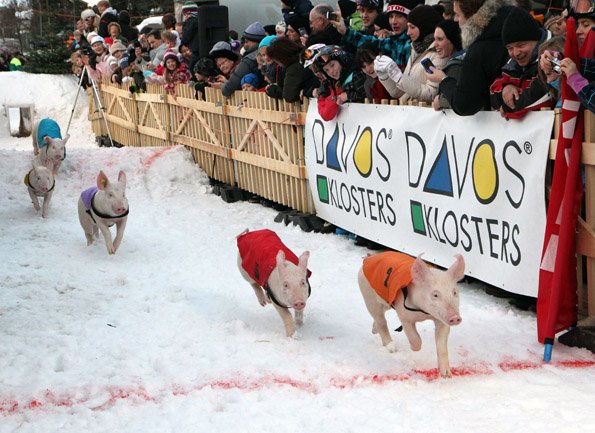 Echter Schweinskram: Das Hootschrenna in nDavod Klosters am Neujahrstag. (Foto: Schwiez Tourismus)