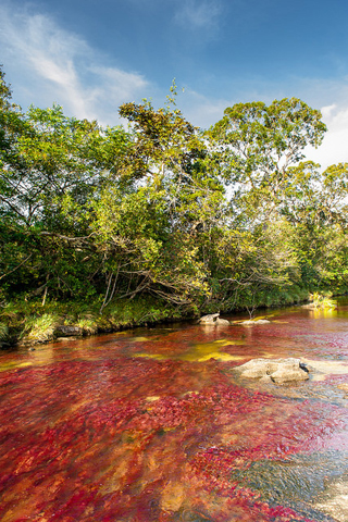 Der Caño Cristales ist mit seinem Farbenspiel einer der schönsten Flüsse Südamerikas. (Foto: Hasselkus)