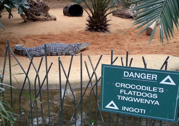 Im Hippodom lassen sich Krokodile aus nächster Nähe an Land und unter Wasser beobachten. (Foto: Karsten-Thilo Raab)