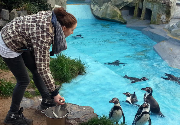 Die tägliche Fütterung der Pinguine steht besonders hoch in der Gunst der kleinen Besucher. (Foto: Karsten-Thilo Raab)