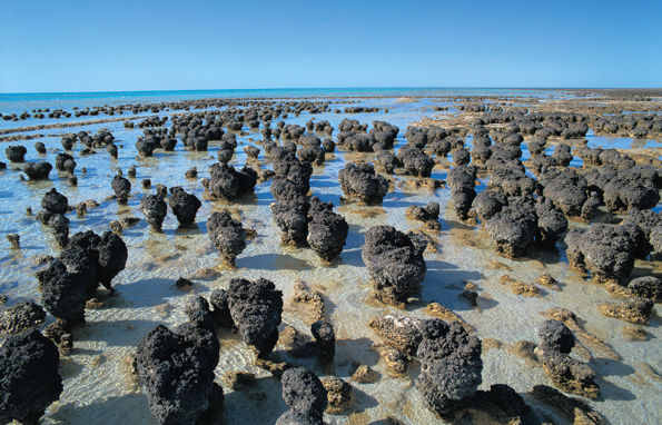 Stromatolithen, die ältesten Fossilien der Welt, lassen sich in Hamelin Bay in Augenschein nehmen. 