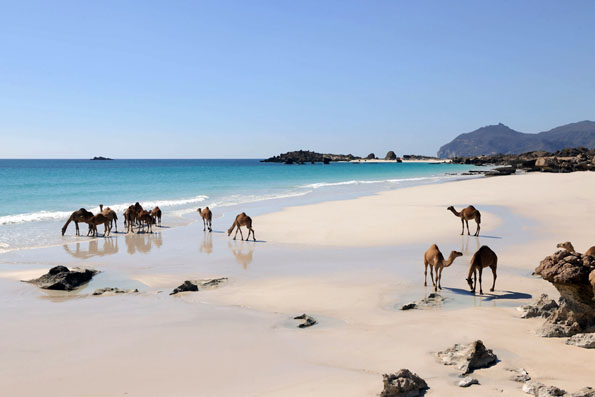 Ein beliebter Tummelplatz für Kamele sind die Strände im Oman. (Foto: djd)