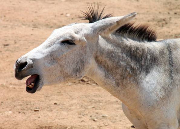 Sin bisweilen zum schreien komisch: Die Esel und die Erlbnise bei Wanderungen mit dem Grautier. (Foto: Karsten-Thilo Raab)