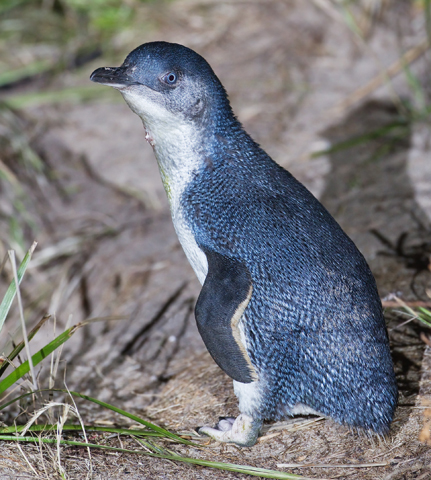 Die abendlichen Landgänge der Pinguine sorgen für tierische Begeisterung.