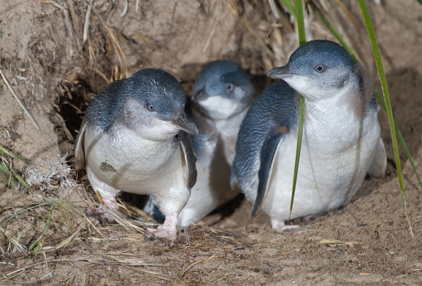 Auf Philipp Island lassen sich allabendlich kleine Pinguine aus nächster Nähe in Augenschein nehmen. 