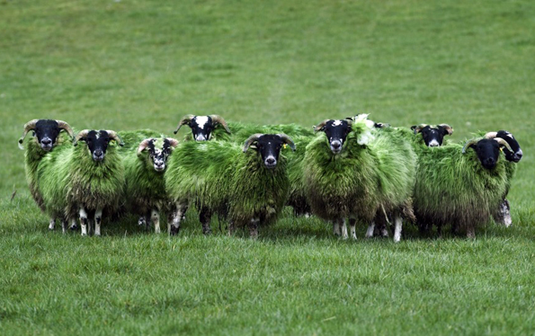Weltmeisterlich versuchen Teilnehmern den Schafen die Wolle vom Pelz zu schneiden. 