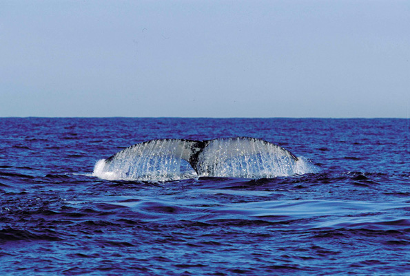 Immer wieder ein faszinierender Anblick: Die majestätischen Wale vor der Küste Südafrikas. (Fotos South Africa Tourism)