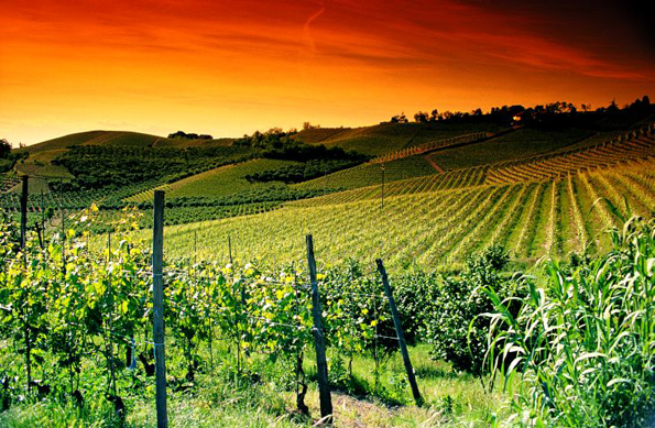 Piemonts Weinregion Langhe-Roero steht nun als Welterbe unter dem Schutz der UNESCO. (Foto: ENIT)