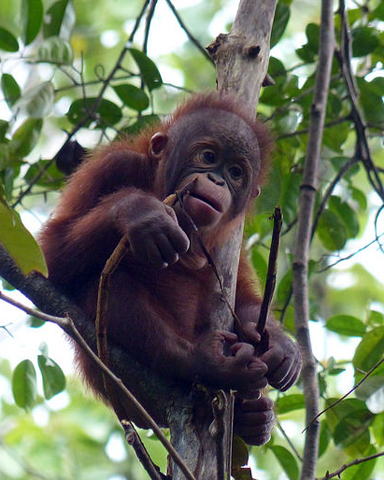 Orang Utans stehen wie hier im Semenggoh Wildlife Center in Sarawak unter besonderem Schutz. 
