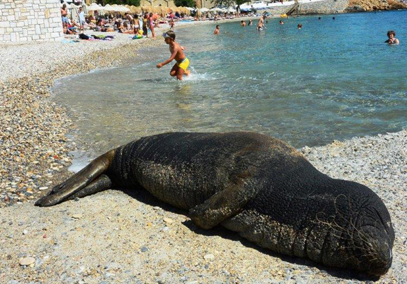 Auf Samos macht Robbe Argiro gerne mal ein Nickerchen am Strand. (Foto: T. Tsimpidis)