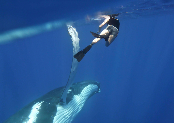 In Queensland können Wagemutige nun mit riesigen Buckelwalen unter fachmännischer Anleitung schwimmen. Ein unvergessliches Abentuer. 